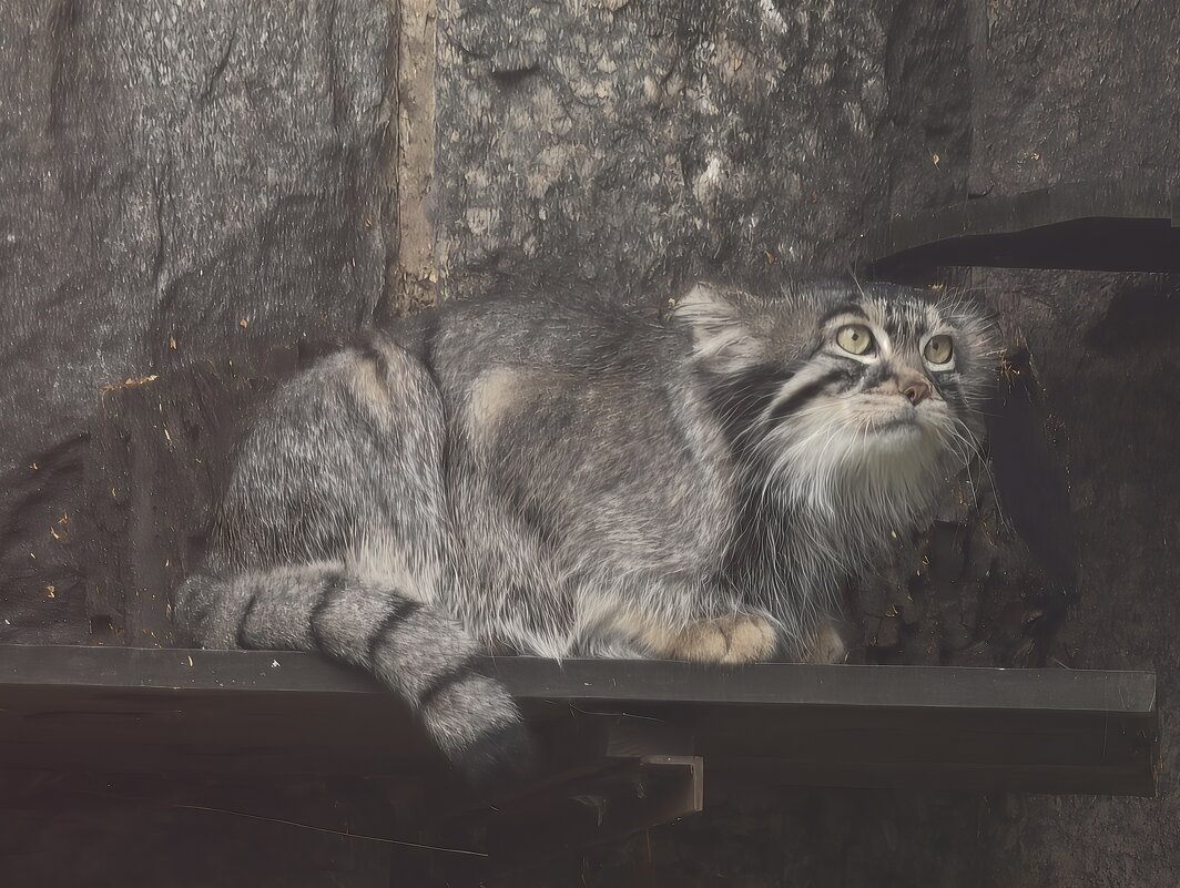 Манул Тимоша - <<< Наташа >>>