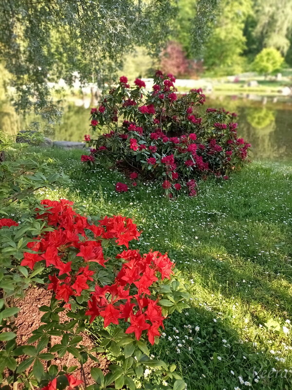 В Японском саду - Veera V