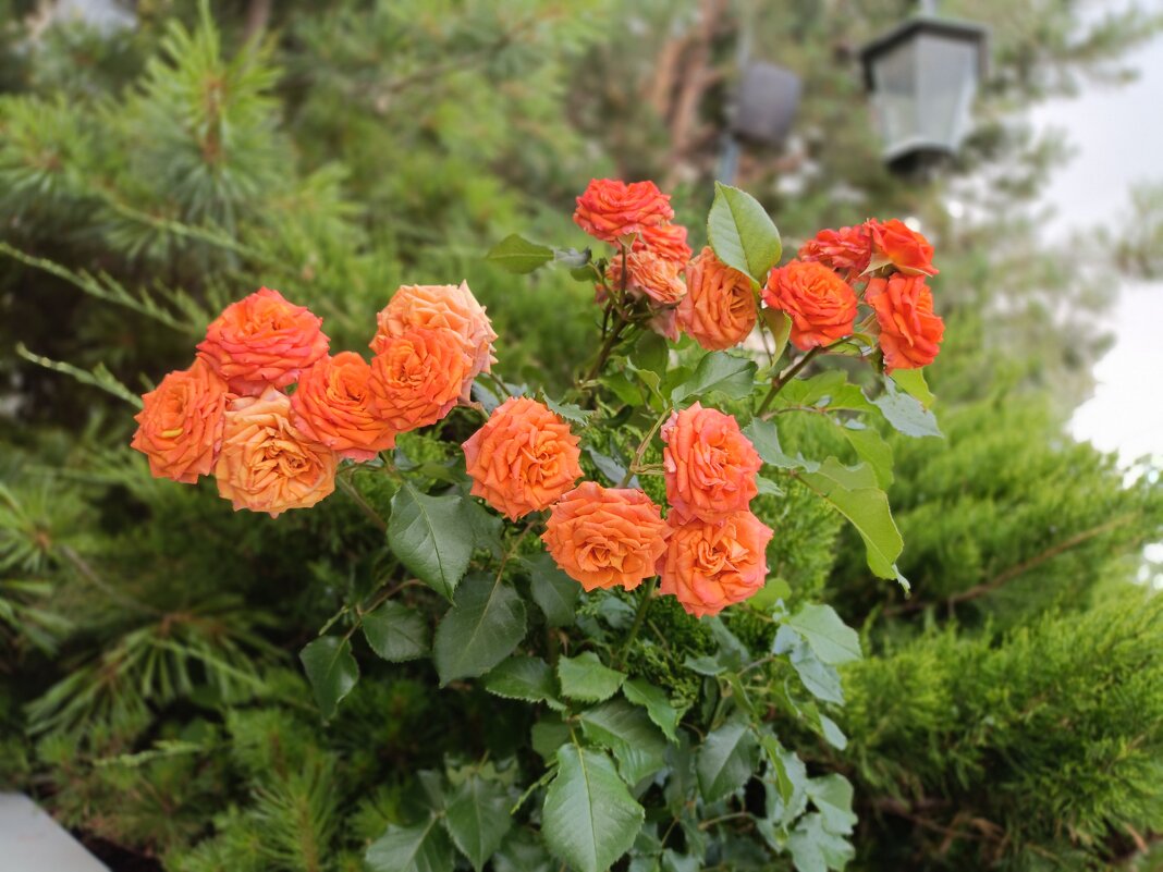 городские украшгния - Галина R...