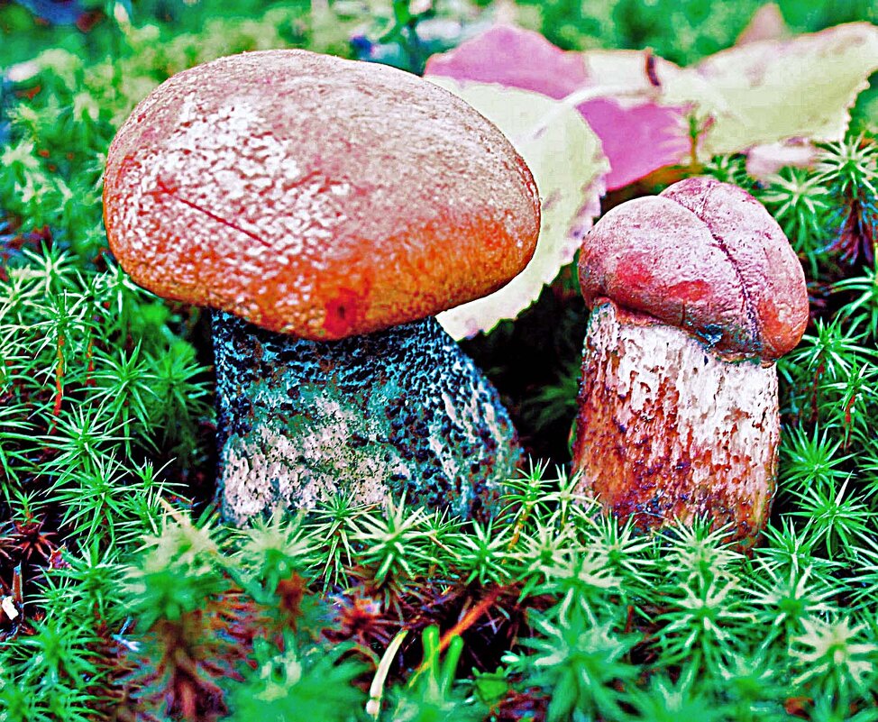 Августовские крепыши! - Владимир 