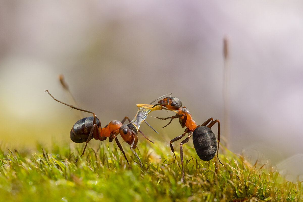 О! Тёпленькая пошла! - Ирина Коледова