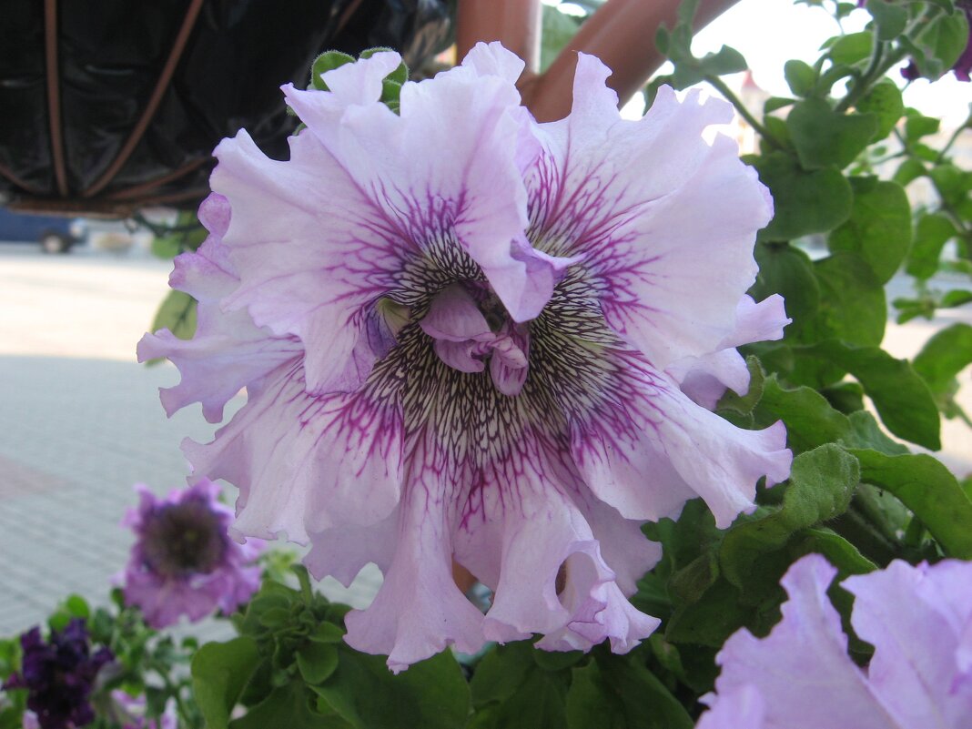 Петуния - PRP 