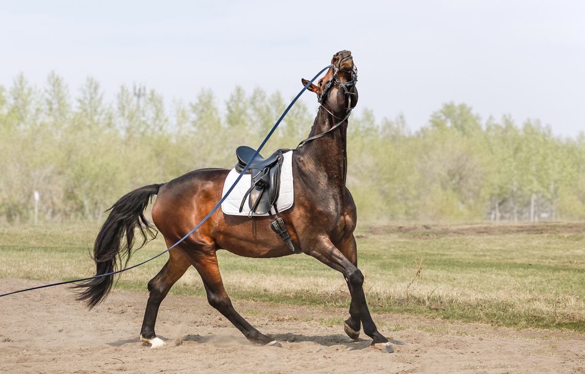 На корде - SanSan 