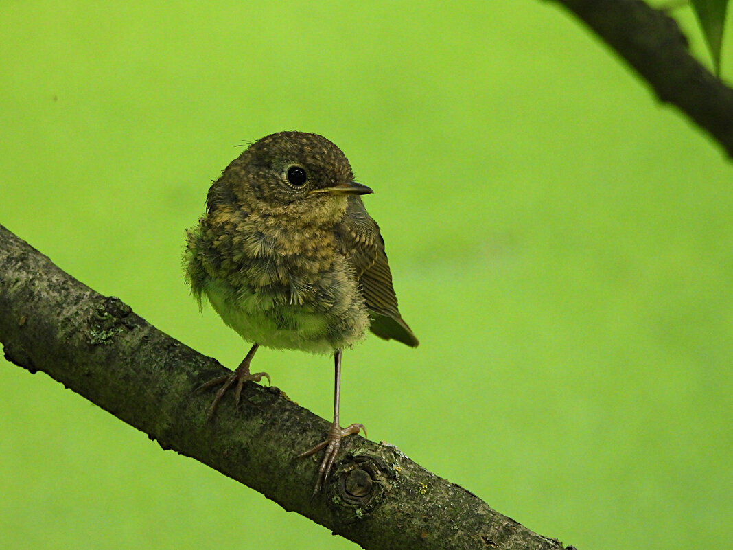 Молодая зарянка - Лина Молодая зарянка - Лина
