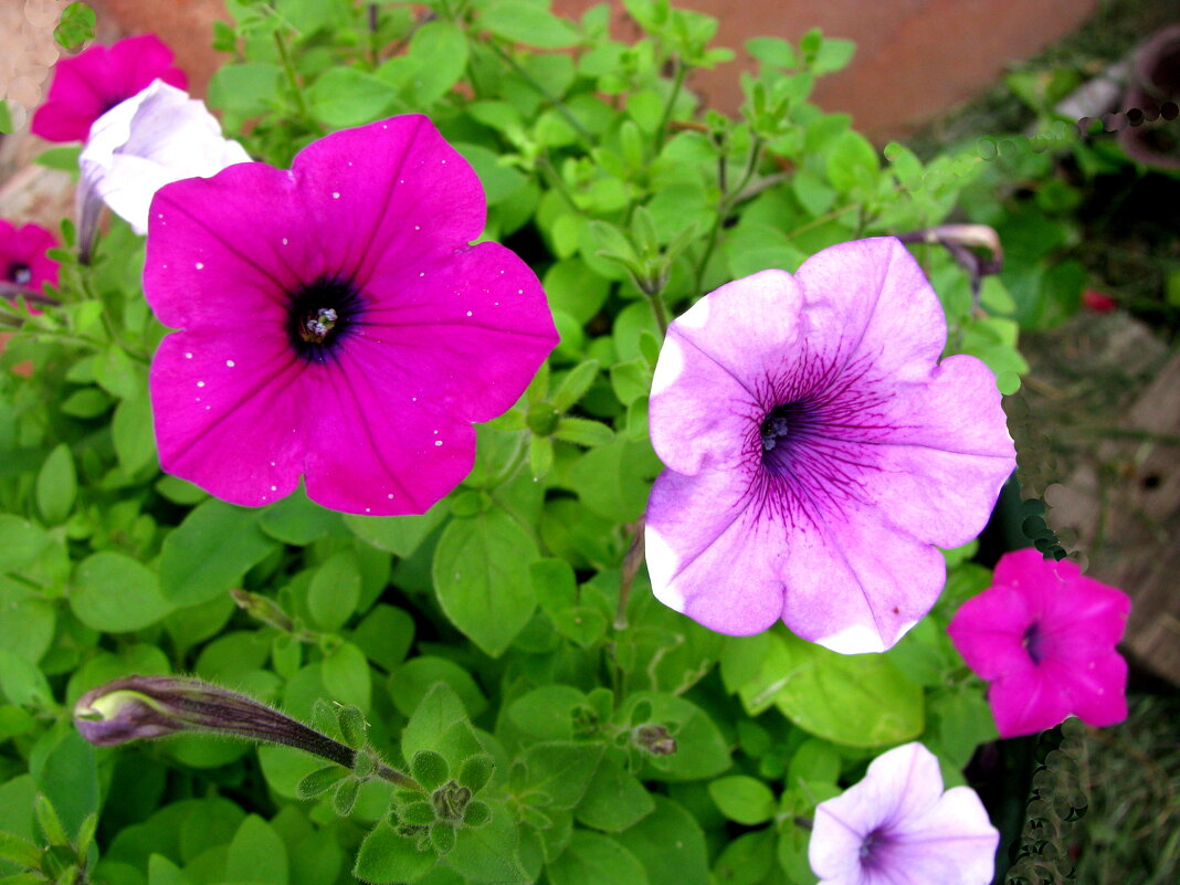 Такие разные петунии - Людмила Смородинская