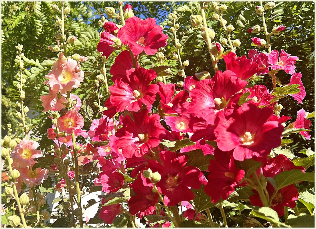 Прекрасная мальва. - Валерия Комова