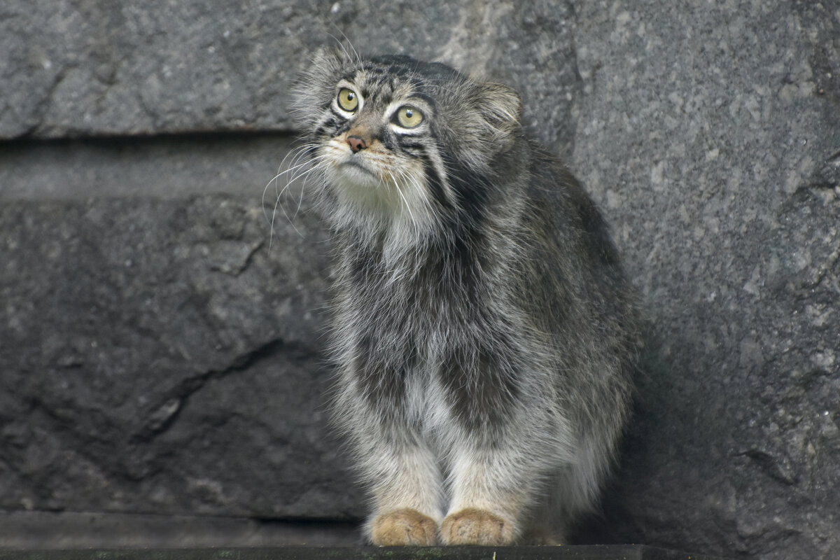 Московский зоопарк. Манул. - Наташа *****