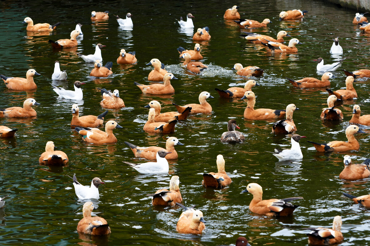 Московский зоопарк. На пруду. - Наташа *****