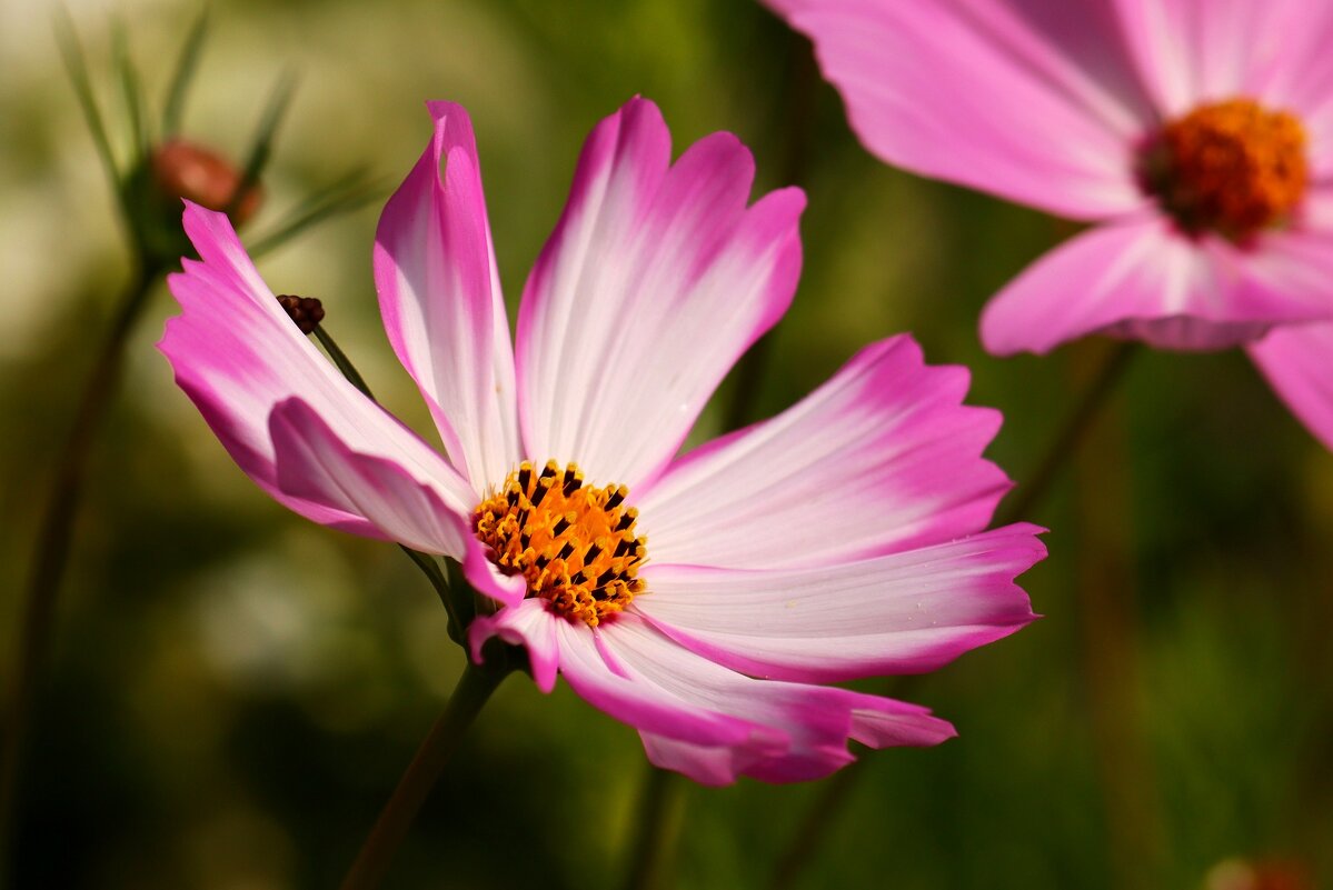 Доброе утро - Юрий. Шмаков