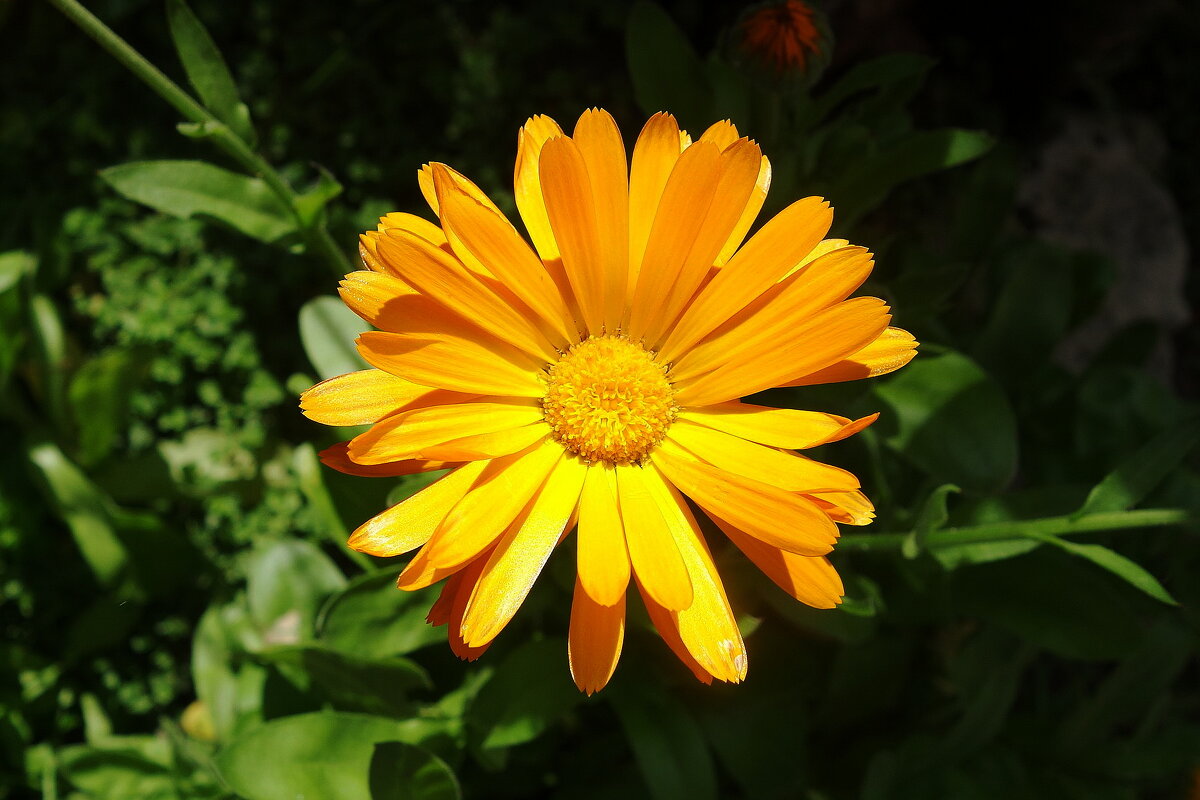 Календула - Рита Симонова