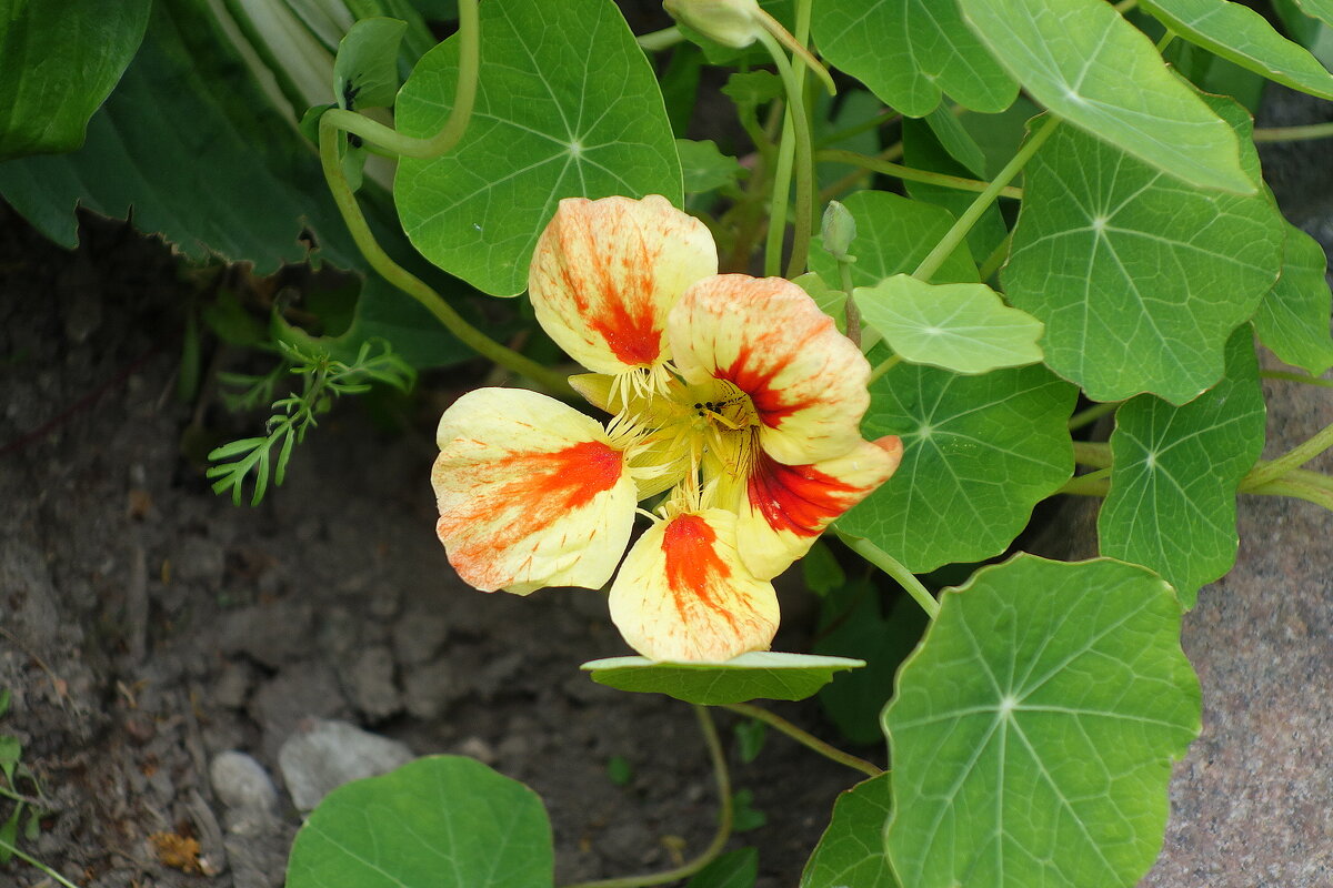 Настурция - Рита Симонова