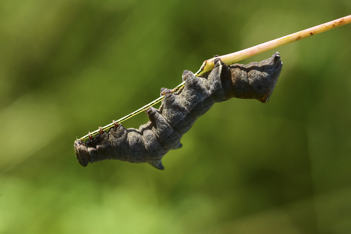 Гусеница - Геннадий Супрун