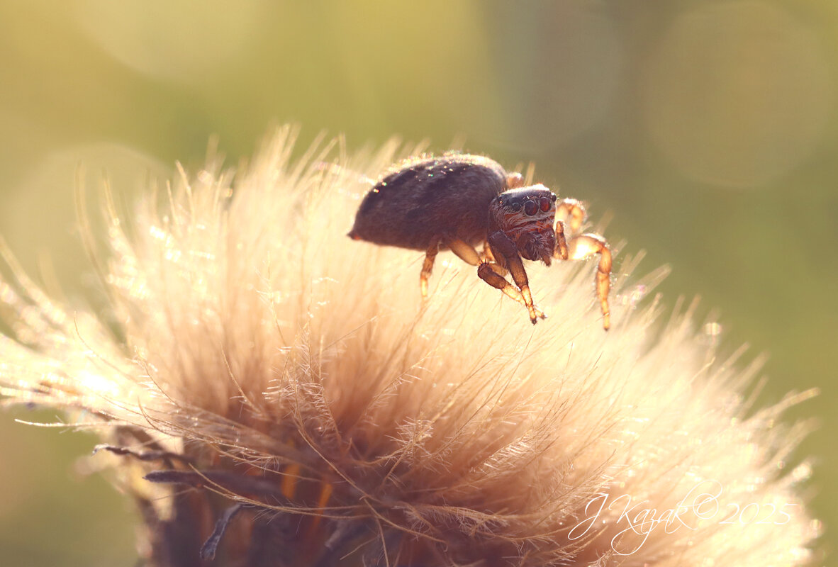 *** - Елена Kазак (selena1965)