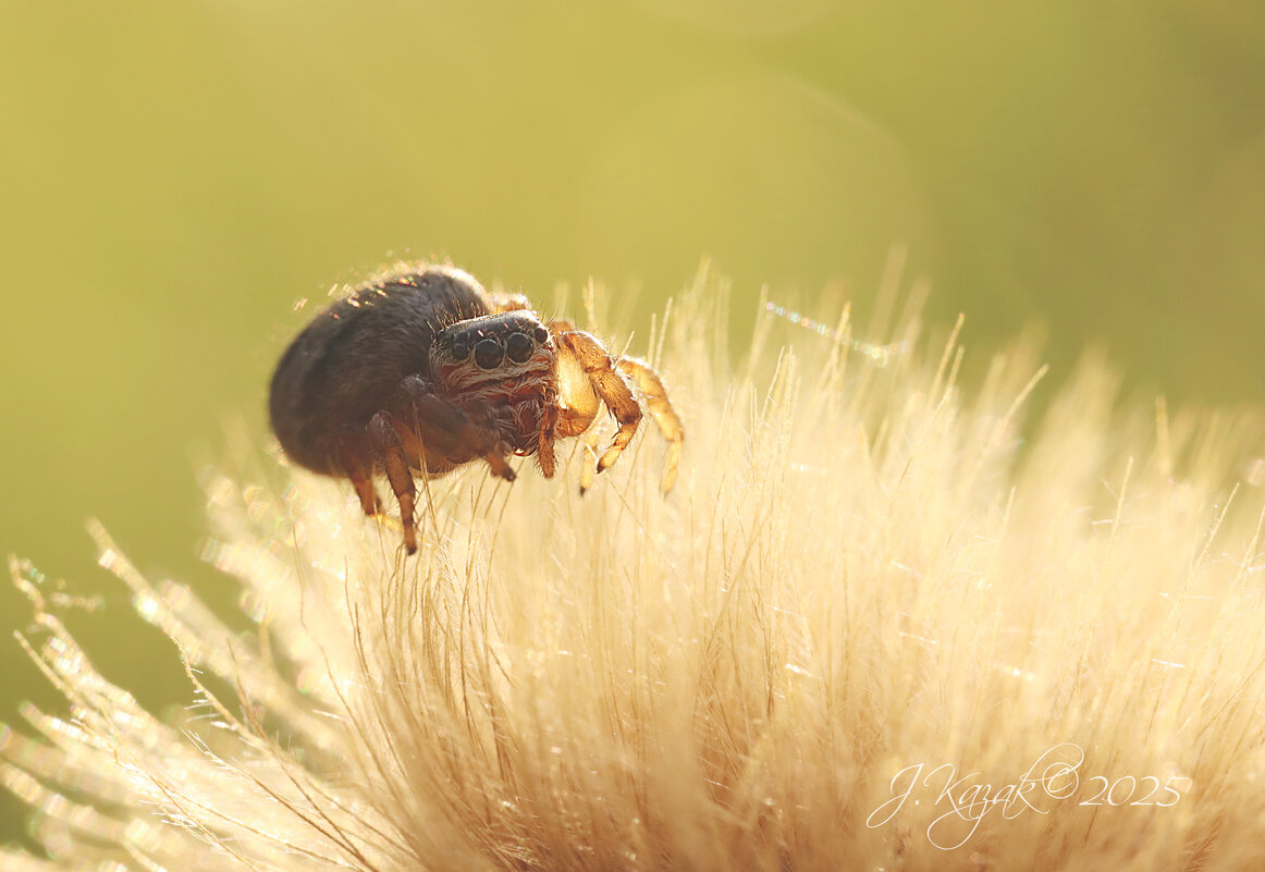 *** - Елена Kазак (selena1965)