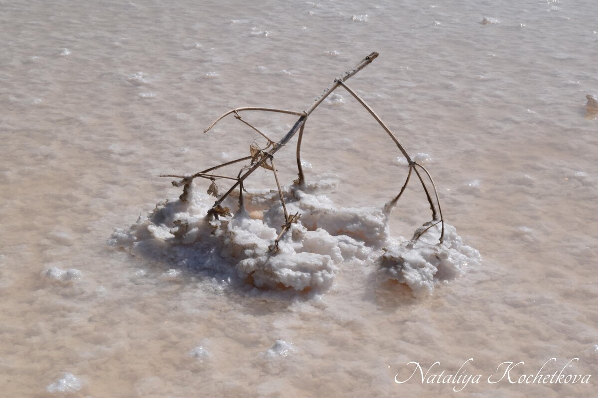 Природа Крыма - Amazing Cosmea