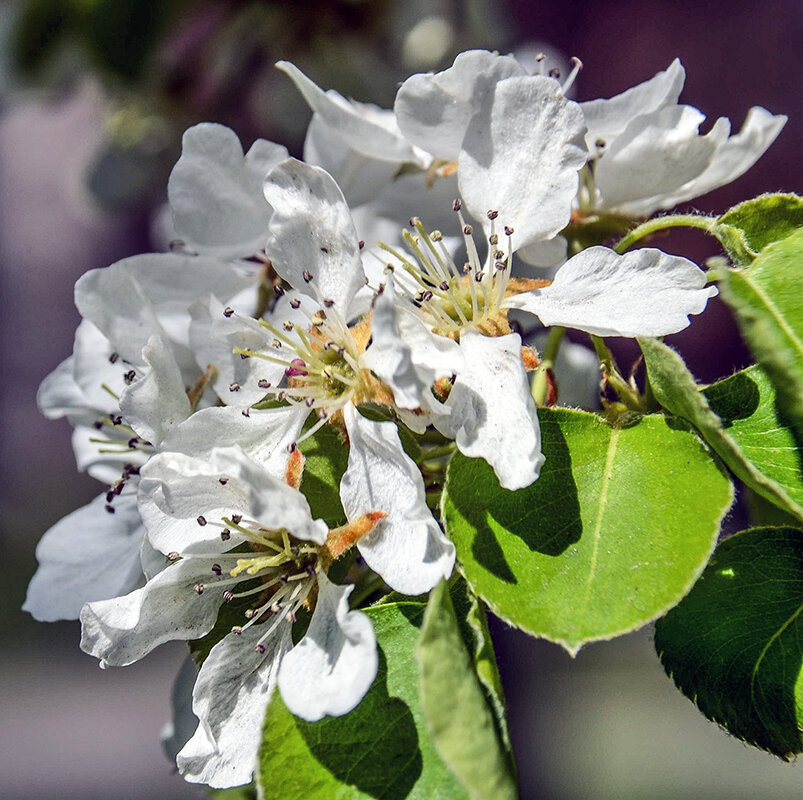 Беленькие - Alexandеr P