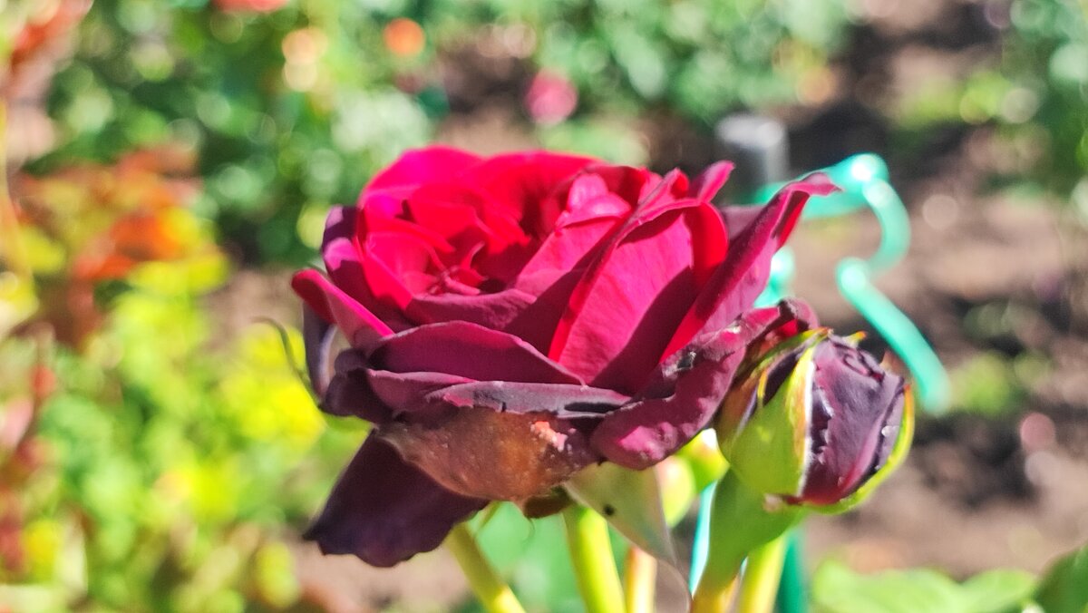 ,,, - Сергей Тимоновский