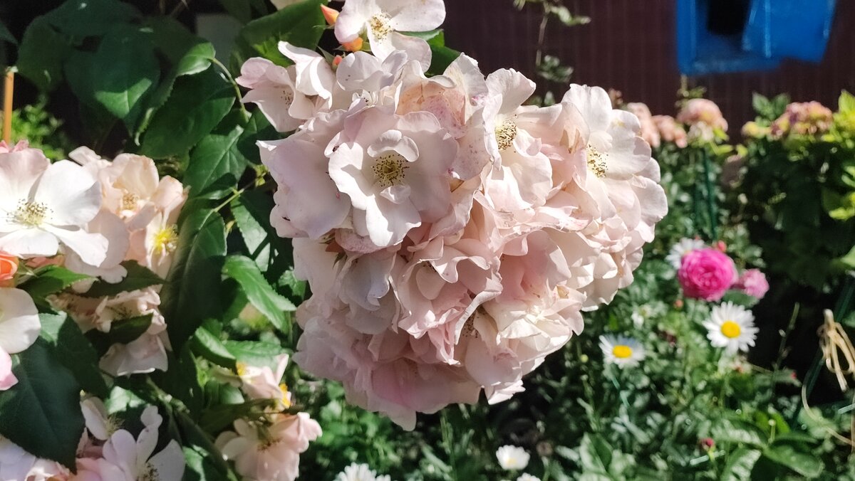 ,,, - Сергей Тимоновский