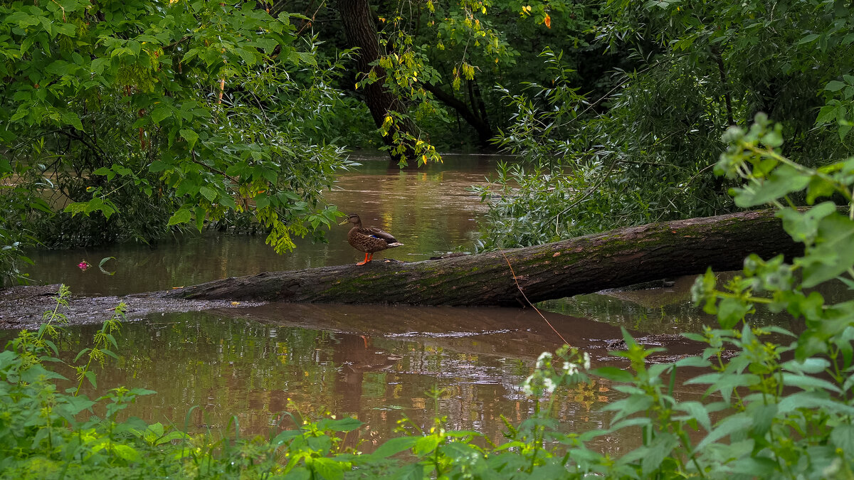 После Ливня - юрий поляков