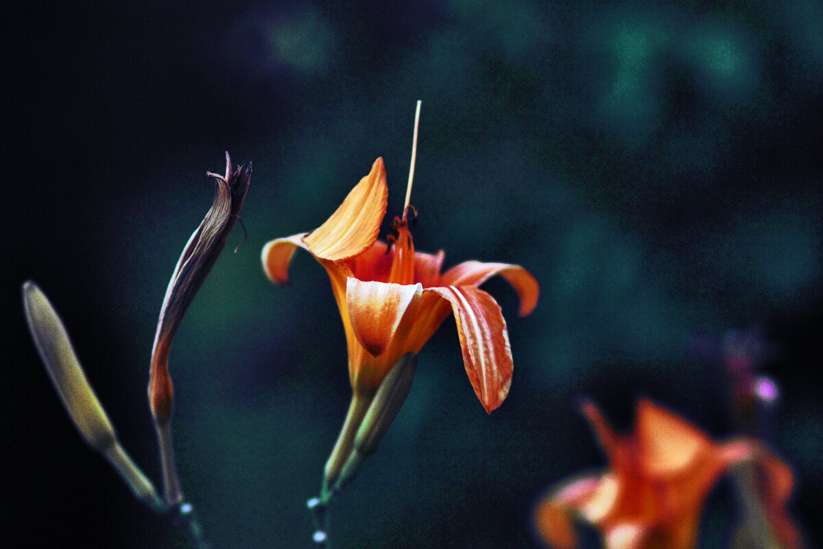 Лилейник - Юрий Гайворонскiий Лилейник - Юрий Гайворонскiий