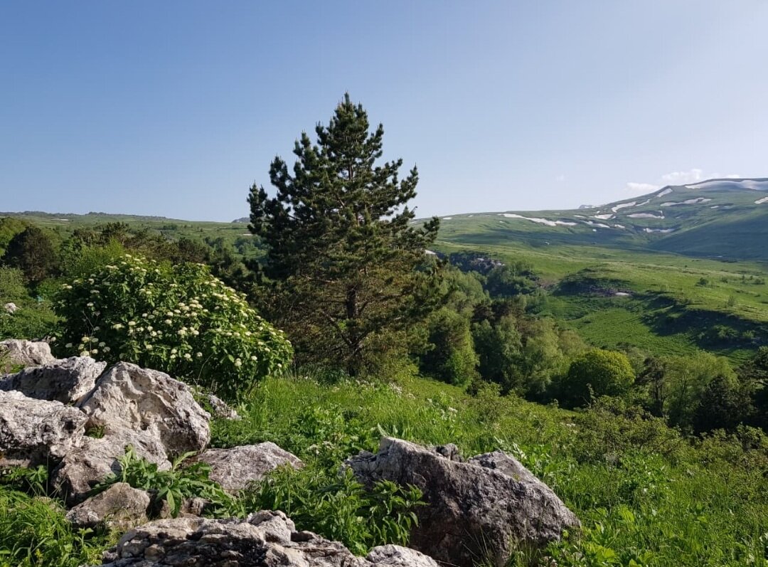 ЛАГОНАКИ - Tata Wolf