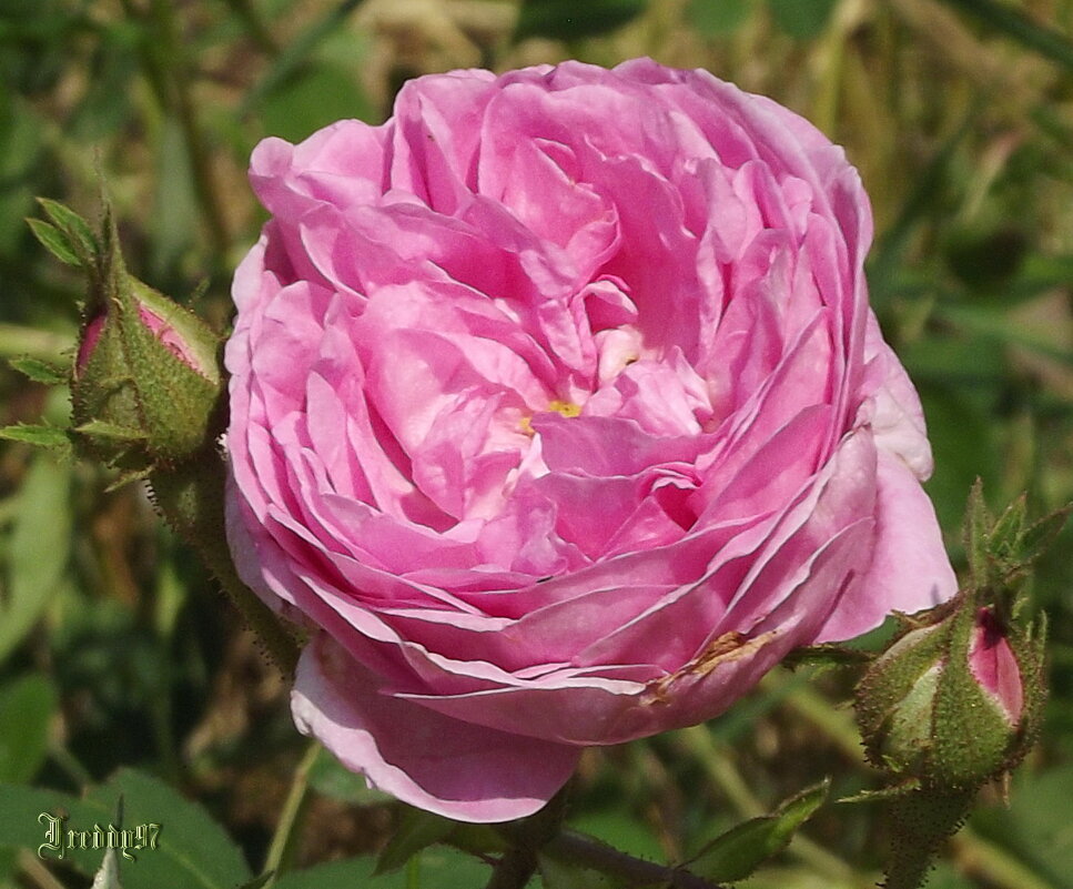 Роза - Freddy 97 Роза - Freddy 97