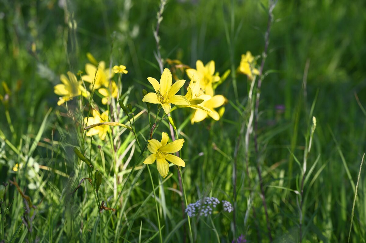Жёлтые лилии - Ольга 