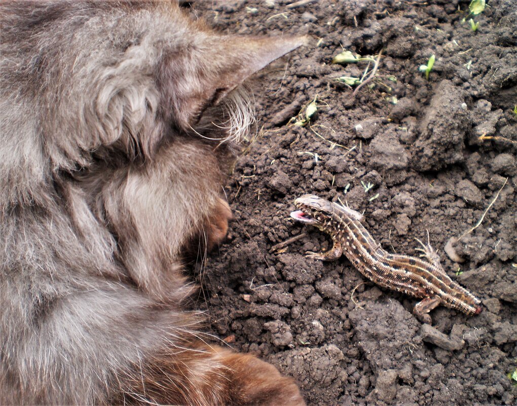 Лето. - Венера Чуйкова