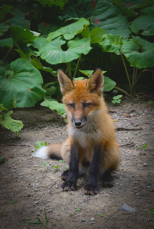 Старшой))) - Alexander Fedotov