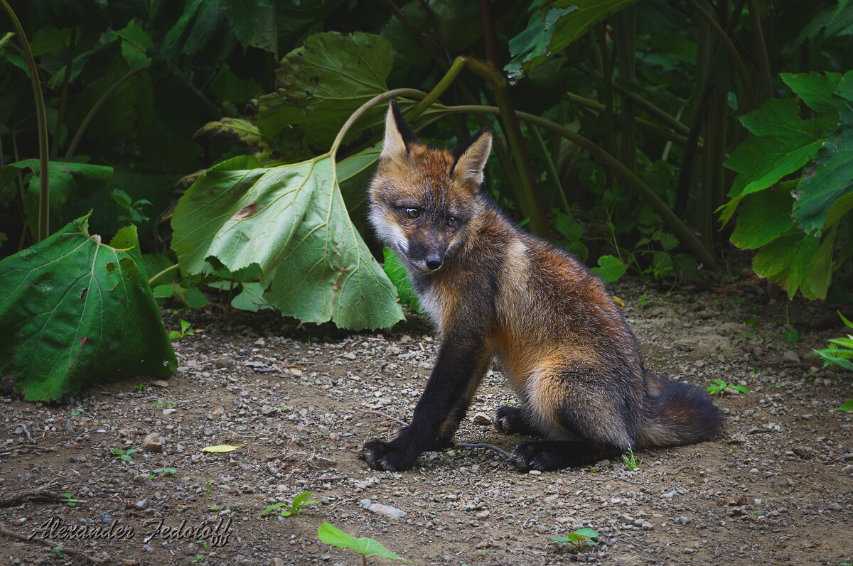 Стесняшка... - Alexander Fedotov Стесняшка... - Alexander Fedotov