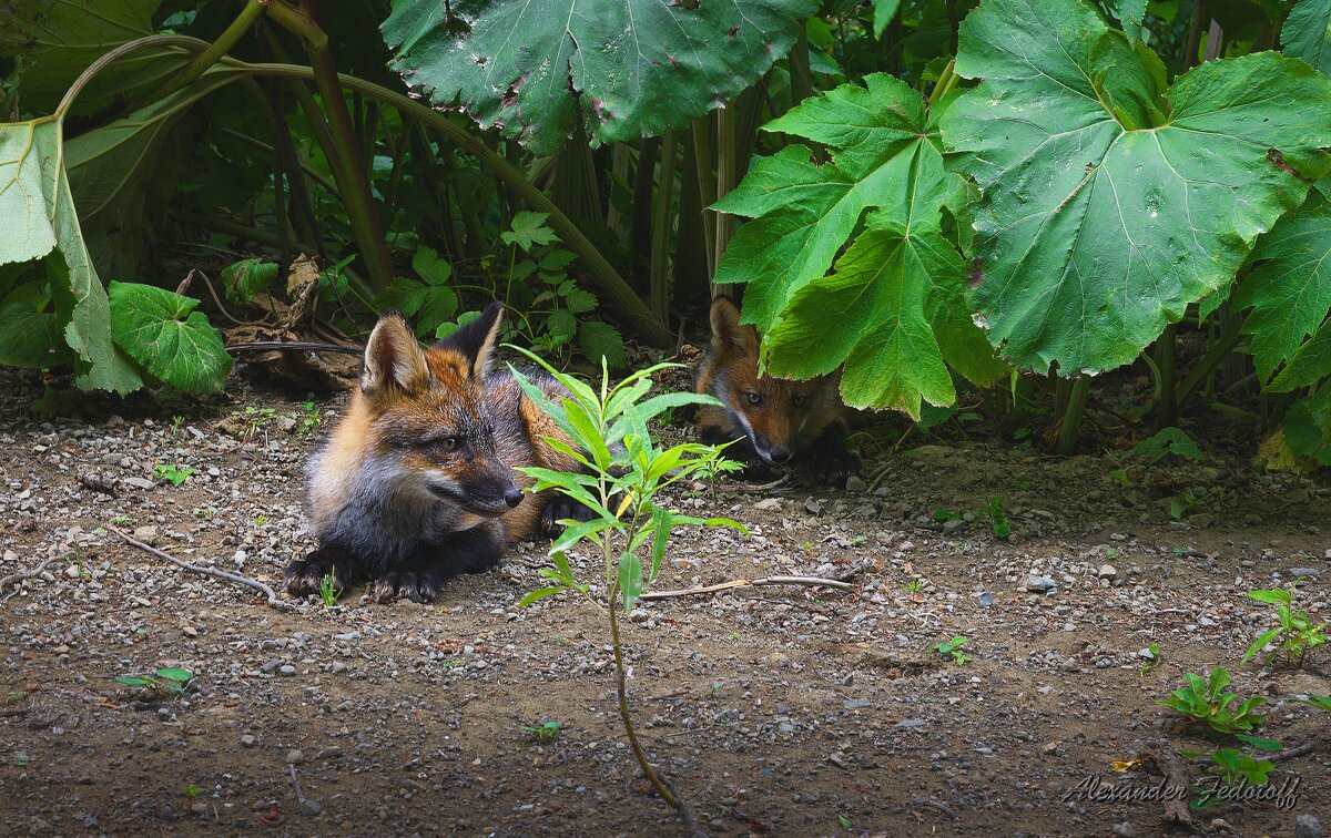 ... - Alexander Fedotov ... - Alexander Fedotov