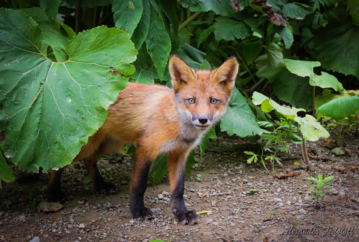 Ты кто??? - Alexander Fedotov Ты кто??? - Alexander Fedotov