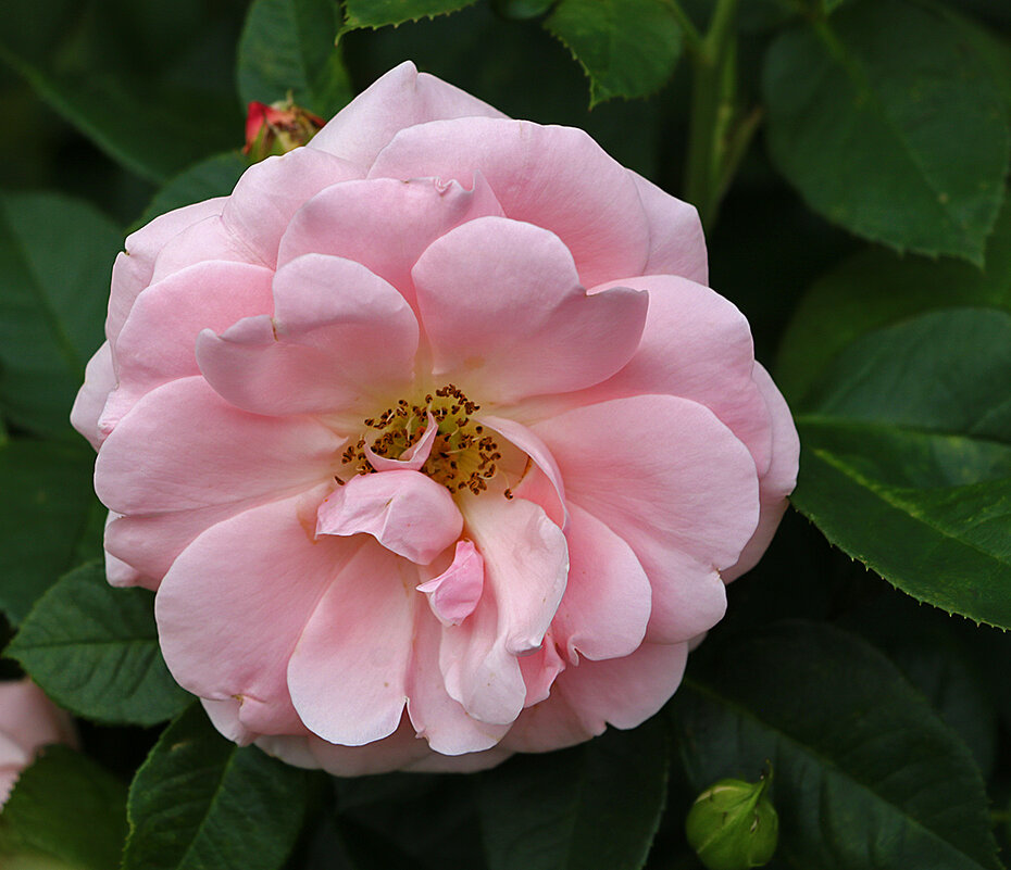 Розовая нежность - Светлана 