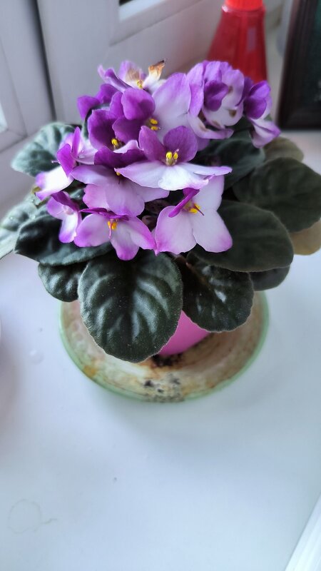 Фиалочки радуют! - Ольга 