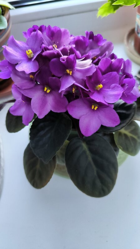 Пышное цветение! - Ольга 