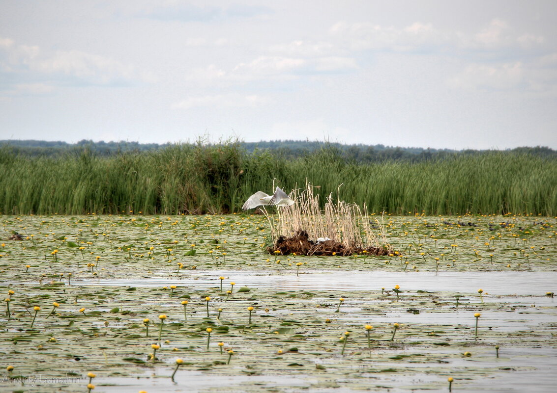 озеро Неро - Andrey Lomakin