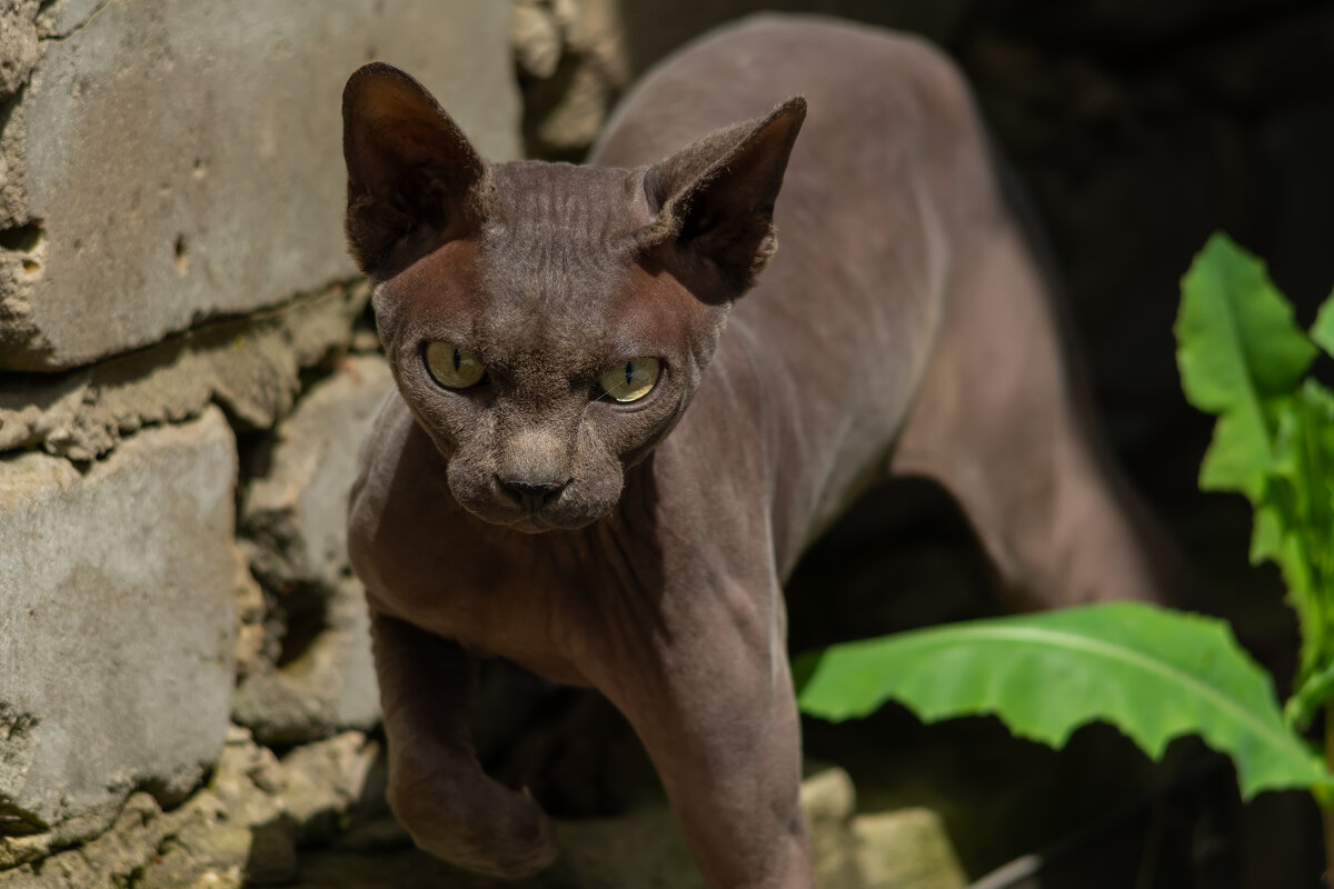 страшненький сосед))) - Виталий Емельянов