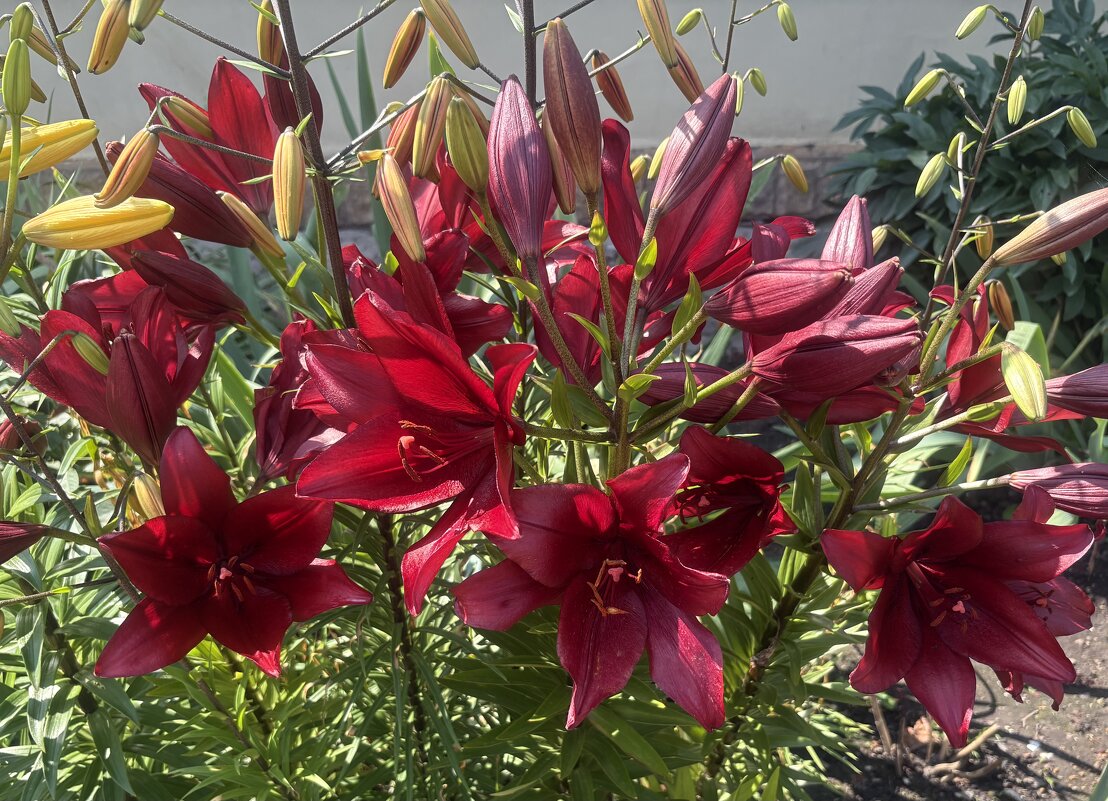 Лилии - Наталия Павлова