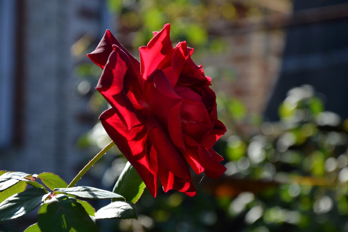 *** - Надежда Куркина 