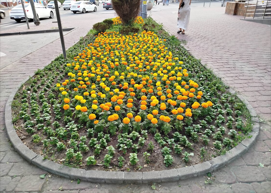 Цветник! - Надежда 