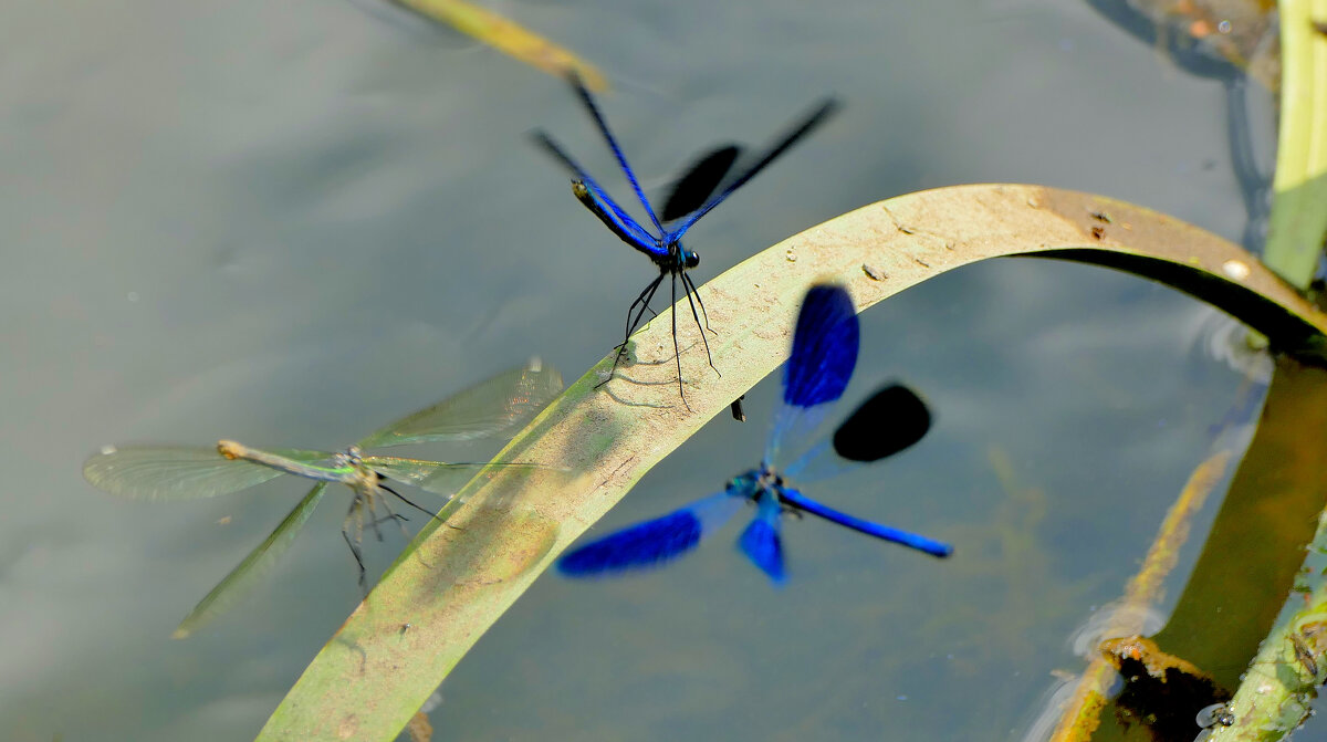 вчера на балу красоток 2 - Александр Прокудин вчера на балу красоток 2 - Александр Прокудин