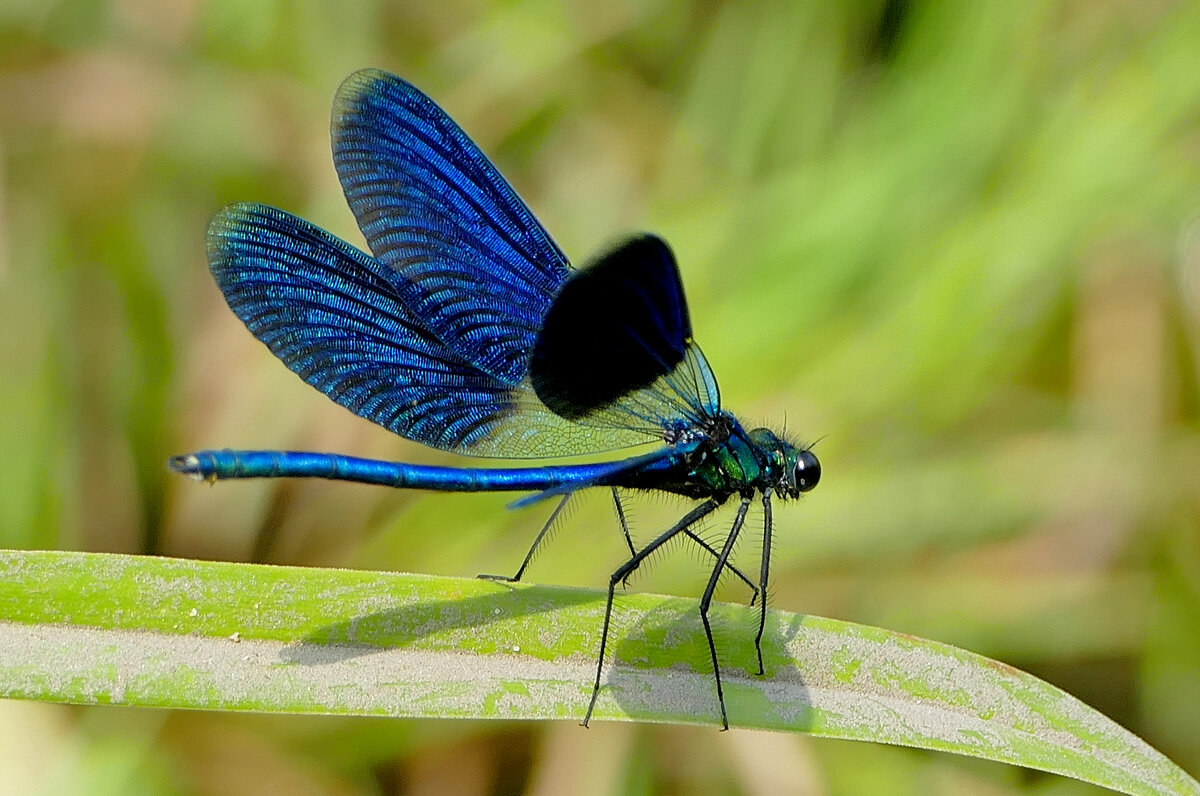 вчера на балу красоток 4 - Александр Прокудин
