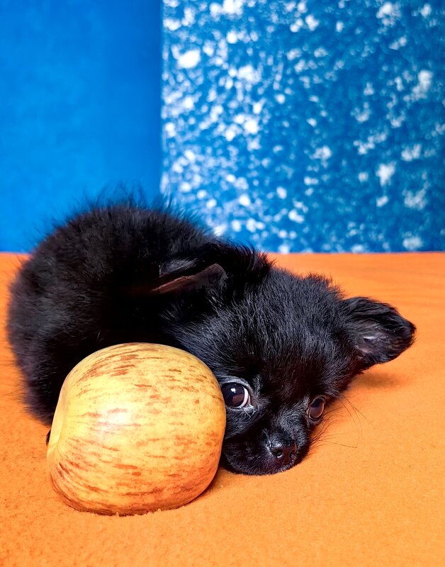 Фотосессия с питомцем - Светлана 13.06.