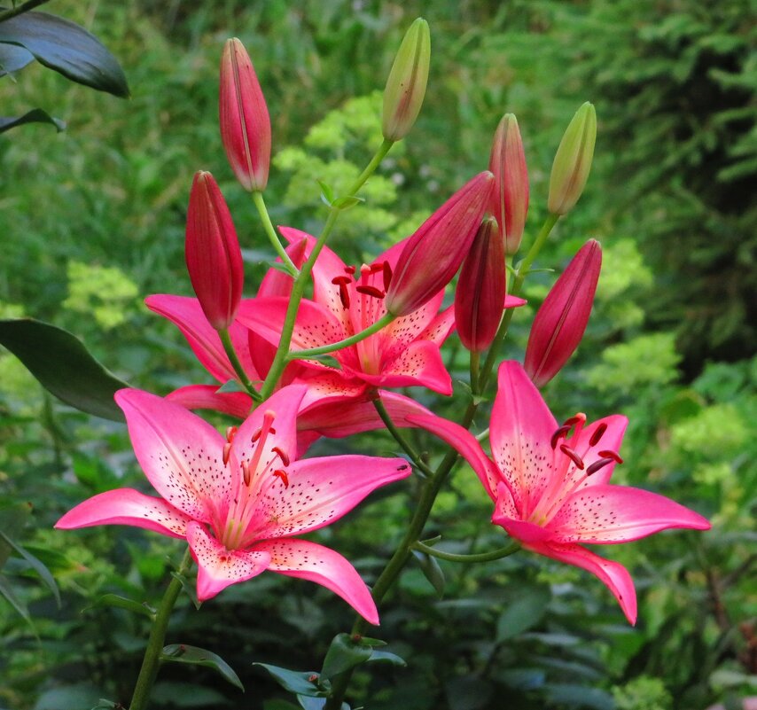 Красавицы лилии - Андрей Снегерёв Красавицы лилии - Андрей Снегерёв