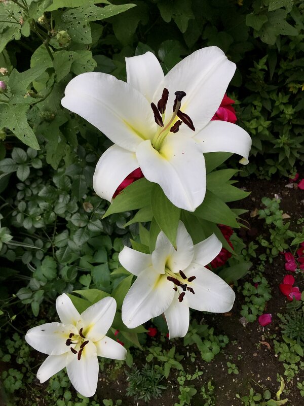 Белоснежные, горделивые и ароматные… - Любовь 