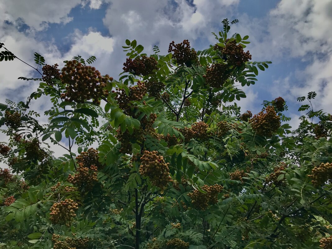 Зреет рябинушка…) - Любовь 