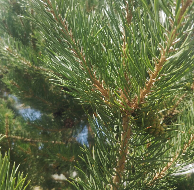 Веточка сосны - Андрей Хлопонин