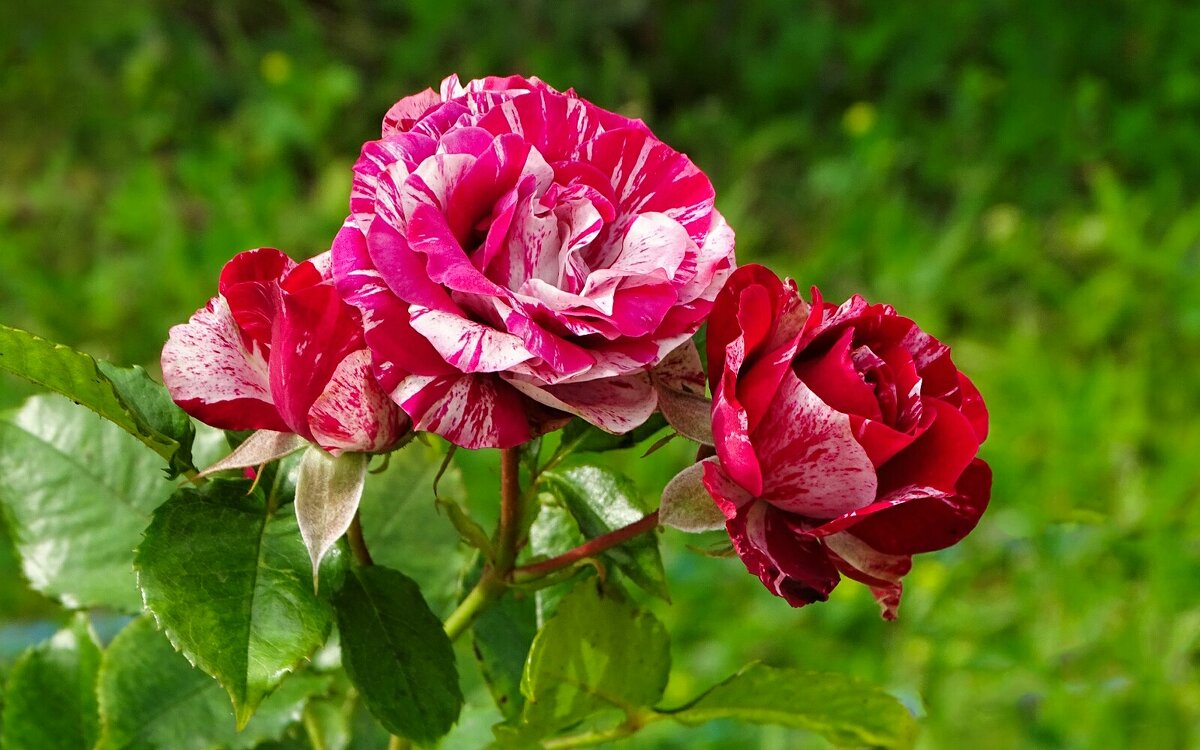 Городские цветы. - Милешкин Владимир Алексеевич 