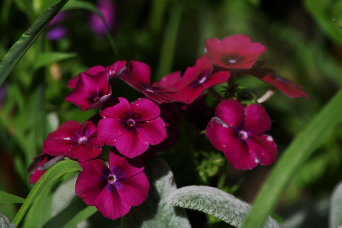 На моей клумбе - Татьяна Евдокимова