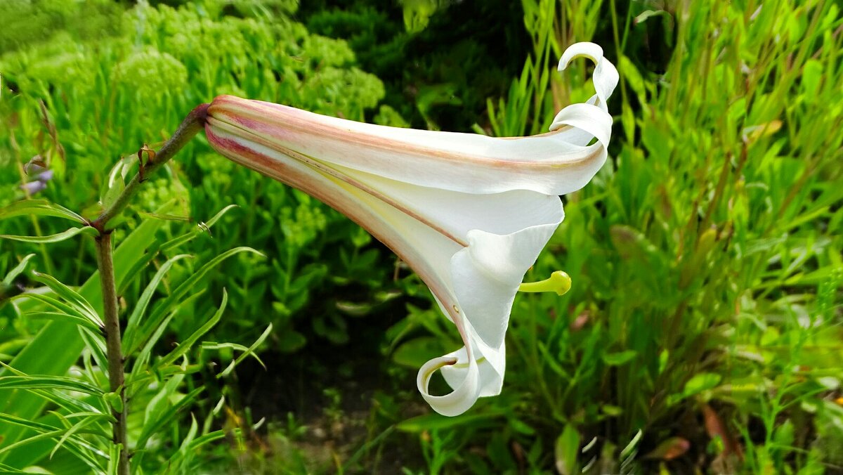 Лилия "Граммофон". - Милешкин Владимир Алексеевич 